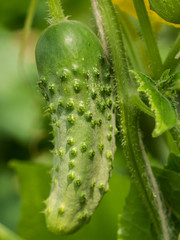 Growing cucumber fruit with pimples. Green vegetable plant in the greenhouse or in the garden.