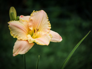 Fototapeta na wymiar Beautiful hemerocallis, yellow flower