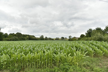 Champs de maïs en pleine croissance près d'un bois sous un ciel de pluie ,au Périgord Vert 