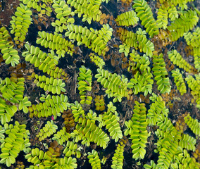 Floating fern (Salvinia natans) on water surface