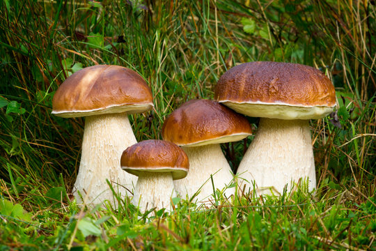 Boletus edulis, edible mushroom