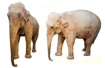 Fototapeta na wymiar elephant animal isolated on white background