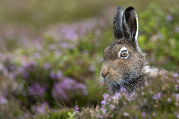 Mountain Hare (Lepus Timidus) sitting in heather