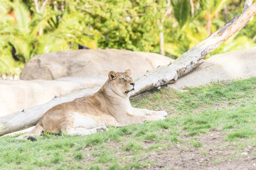 African lion, female