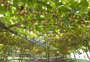 Kiwi anbau in Neuseeland