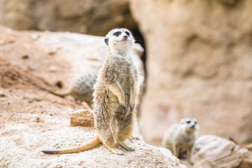 Alert meerkat (suricate). Africa.