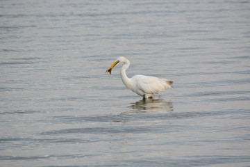 Obraz premium Great White Egret Eating Flounder in the Bay at Sunrise on a Summer Morning