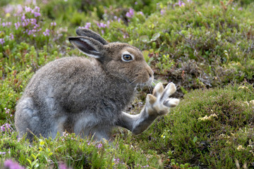 Mountain Hare (Lepus Timidus) with paw outstretched