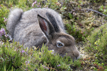 Mountain Hare (Lepus Timidus) relaxing with head on the ground