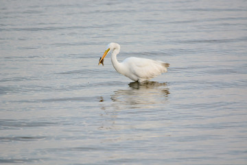 Great White Egret Eating Flounder in the Bay at Sunrise on a Summer Morning