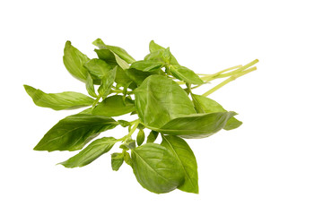 Green basil leaves