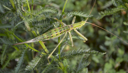 predatory bush cricket