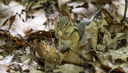 Eating Chipmunk