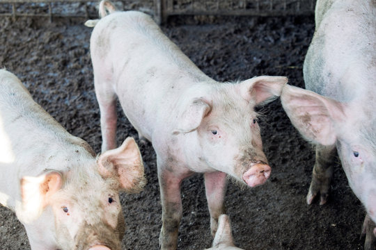 A small piglet in the farm. group of pigs in farm