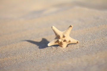 Starfish in sand on the beach