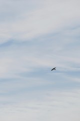 Wolkenformation am Himmel mit Greifvogel im Gleitflug