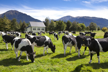 Viehzucht in Neuseeland