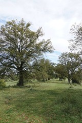 Auf der Schwäbischen Alb 