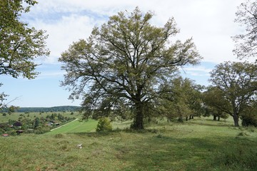 Auf der Schwäbischen Alb 