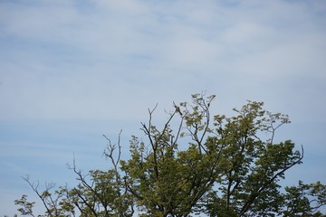 Falke auf der Spitze eines Laubbaumes