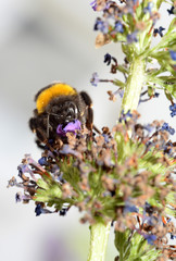 Hummel auf Blüte