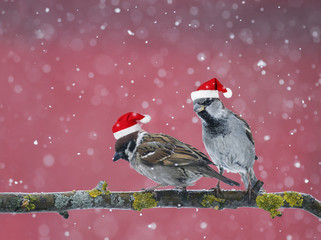 two little funny birds sitting on a branch in winter in the snow in red Christmas hats