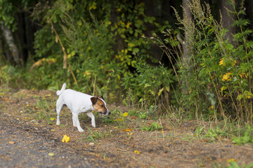 Jack Russell on the road