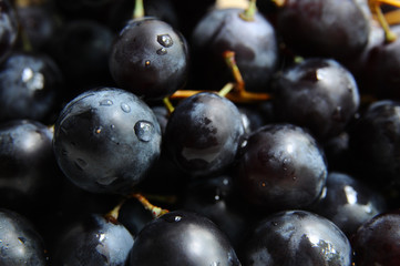 Bunch of dark grapes with drops of water, close up 