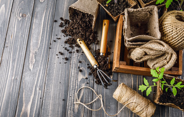 Seedlings tomato in pot with garden tools ground spade and rake