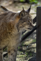 Lynx in its enclosure in a park