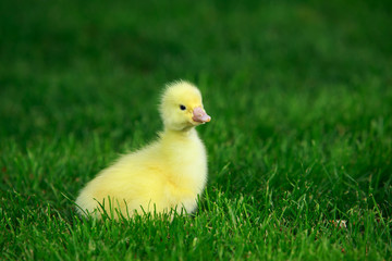 little yellow duckling