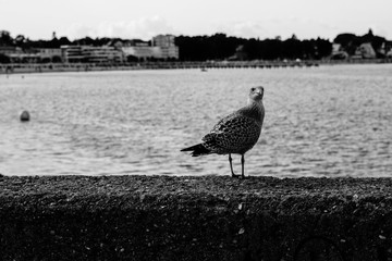 Möwe auf Molenmauer