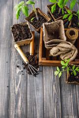 Seedlings tomato in pot with garden tools ground spade and rake