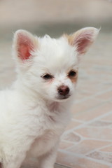 Chien Chihuahua blanc et roux