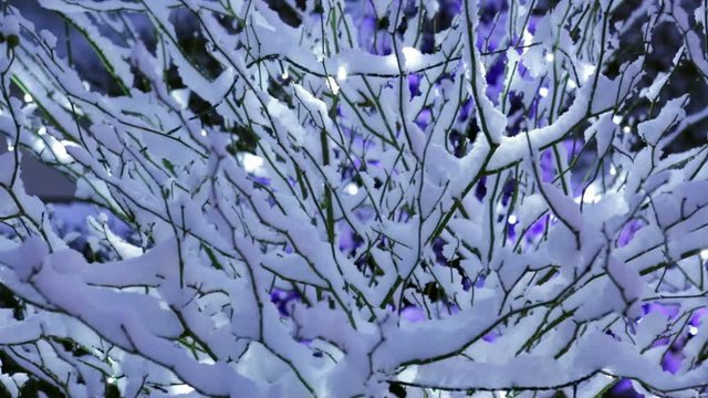 Branch of a tree in hoarfrost and lighter.