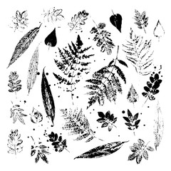 Leaf imprints. Leaves on white background. Vector illustration.