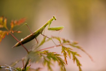 Mantide Religiosa