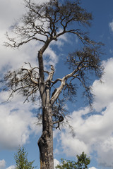 An old withered tree against a sky with clouds