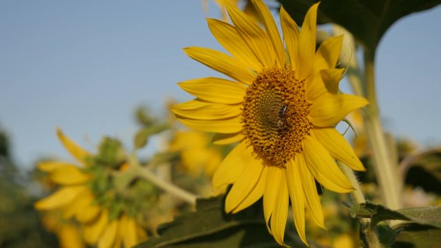 Insect resting on Helianthus - Close-up of bee over sunflower plant video