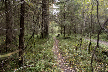 Road in the forest