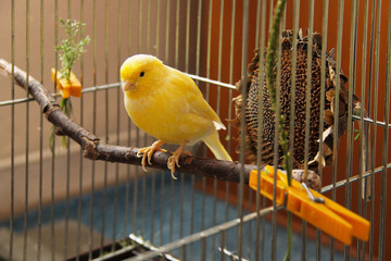 yellow canary sitting on  the twig in the cage