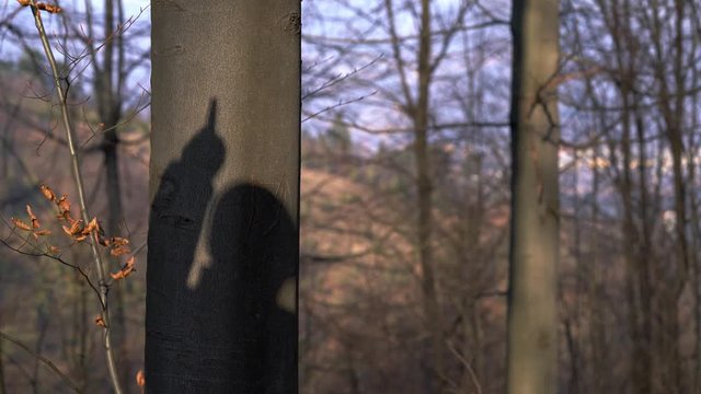 Shadow of a Man on a Tree - (4K)
