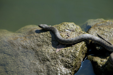 gray snake on the stone
