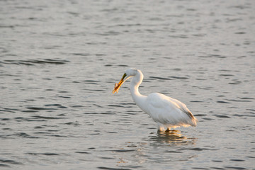 Great White Egret Eating Flounder in the Bay at Sunrise on a Summer Morning