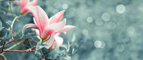 Fototapeta premium Tło z kwitnącymi różowymi magnolia kwiatami
