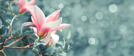 Fotobehang Background with blooming pink magnolia flowers © julia_arda