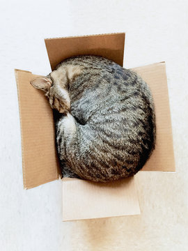 Cat Sleeping In Small Box