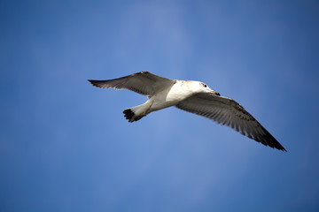 Flying seagull against the blue sky background.
Wild nature of Russia.