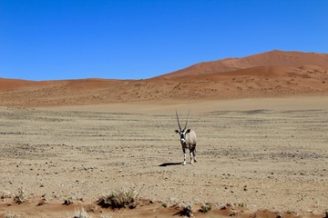 A Oryx in the Namib Naukluft National Park in Namibia Africa - Deadvlei