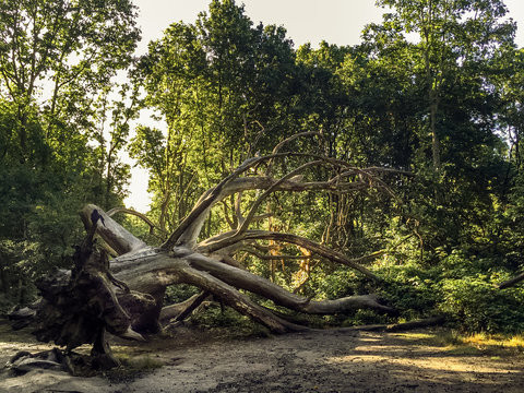 fallen tree  in the park